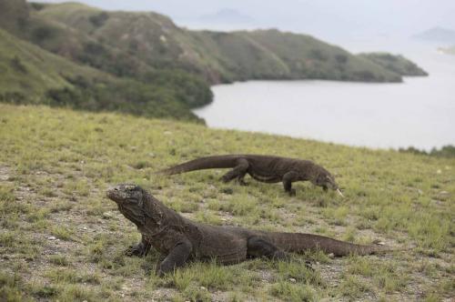Indonesia Bakal Punya Jurassic Park di Labuan Bajo, Seperti Apa?
